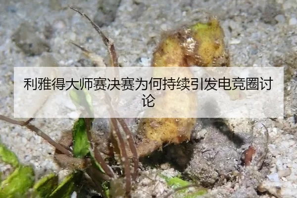利雅得大师赛决赛为何持续引发电竞圈讨论